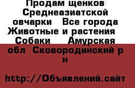 Продам щенков Среднеазиатской овчарки - Все города Животные и растения » Собаки   . Амурская обл.,Сковородинский р-н